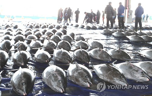 부산공동어시장의 참다랑어