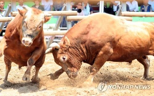 소싸움 대회