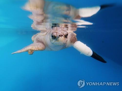 왼쪽에 '인공 지느러미발'을 부착하고 헤엄을 치고 있는 바다거북 구디