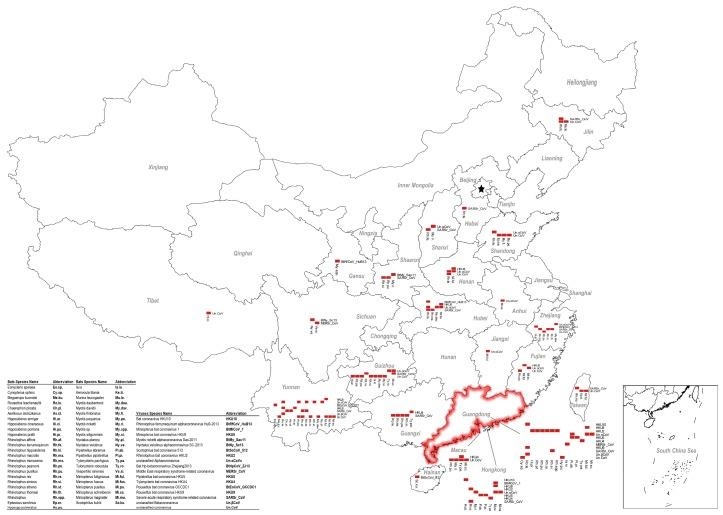 코로나바이러스(CoV) 숙주인 박쥐의 중국 내 분포도. 빨간색은 CoV 양성이 보고된 박쥐가 있는 지역이고, SARS와 SADS가 시작된 광둥성은 빨간색 원으로 표시됐다.[국제학술지 'Viruses' 논문 발췌]