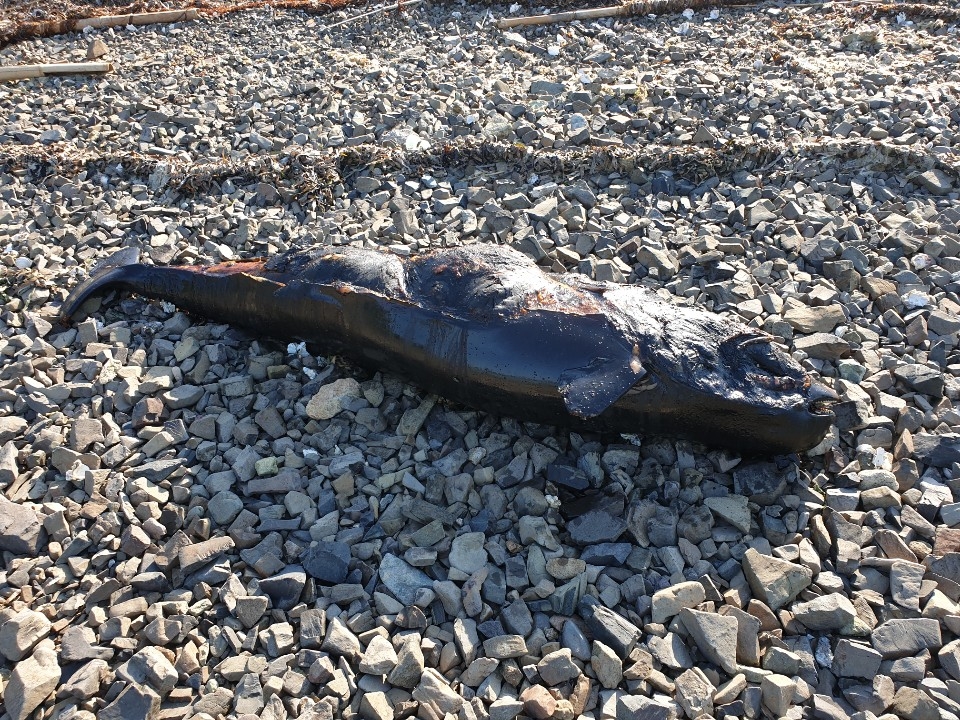 여수 해안에서 발견된 상괭이 사체