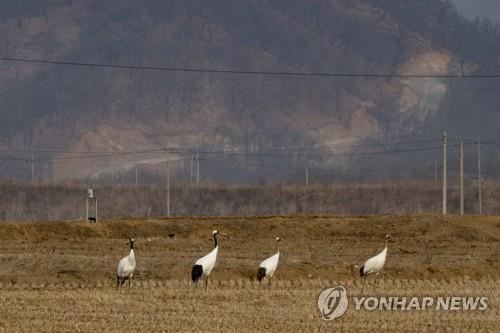 DMZ 화살머리 고지 찾은 두루미들