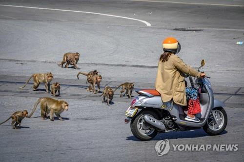 스쿠터를 타고 가는 여성을 쫓아가는 롭부리 시내 원숭이들. 2020.6.20