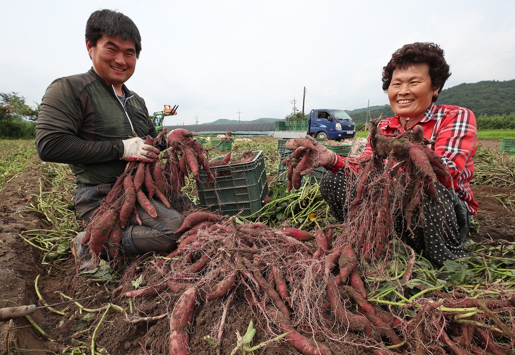 산청 지리산 밤고구마 수확