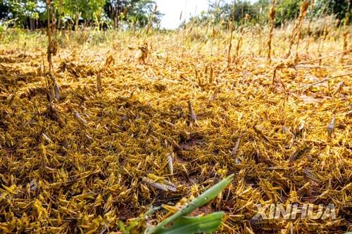 메뚜기떼 공격으로 초토화된 케냐 음윙기마을 농작물 