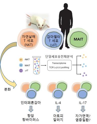 선천성 T세포에 대한 단일세포 유전체 분석