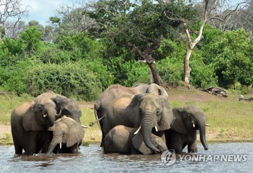 2013년 당시 보츠와나 초베 국립공원에서 물을 마시는 코끼리들