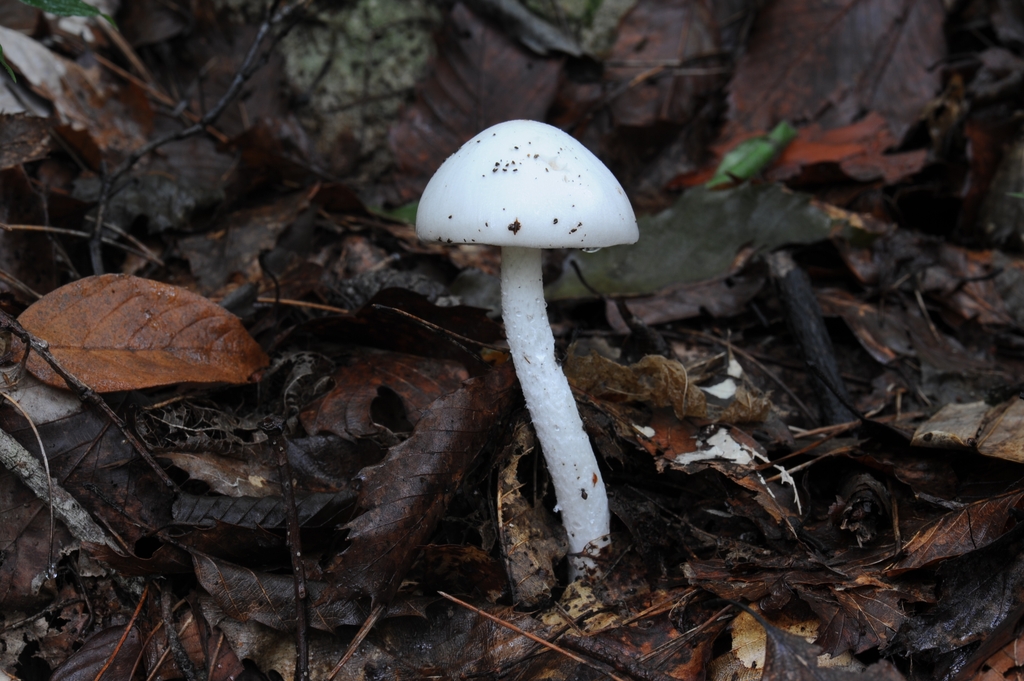 독버섯의 일종인 흰알광대버섯