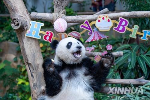 올해 2월 말레이시아 동물원서 두살 생일 맞은 판다 '이이' 