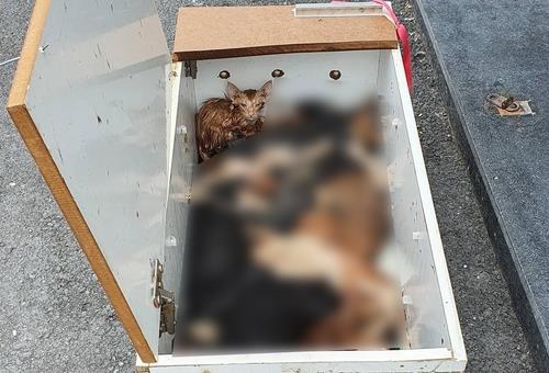 밀폐된 상자에 갇힌 고양이