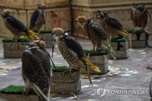 파키스탄 세관에 압수된 사냥용 매 75마리