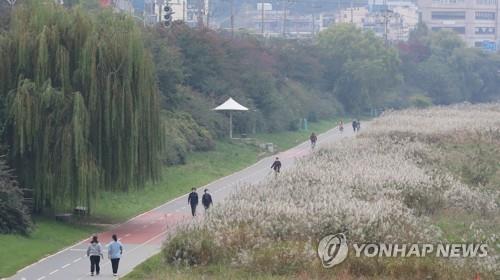 청주 가을 억새
