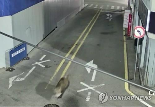 춘천 도심에 나타난 멧돼지