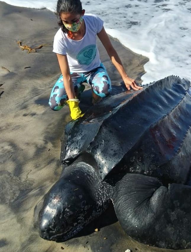 브라질 해변서 발견된 장수거북 열흘만에 죽음