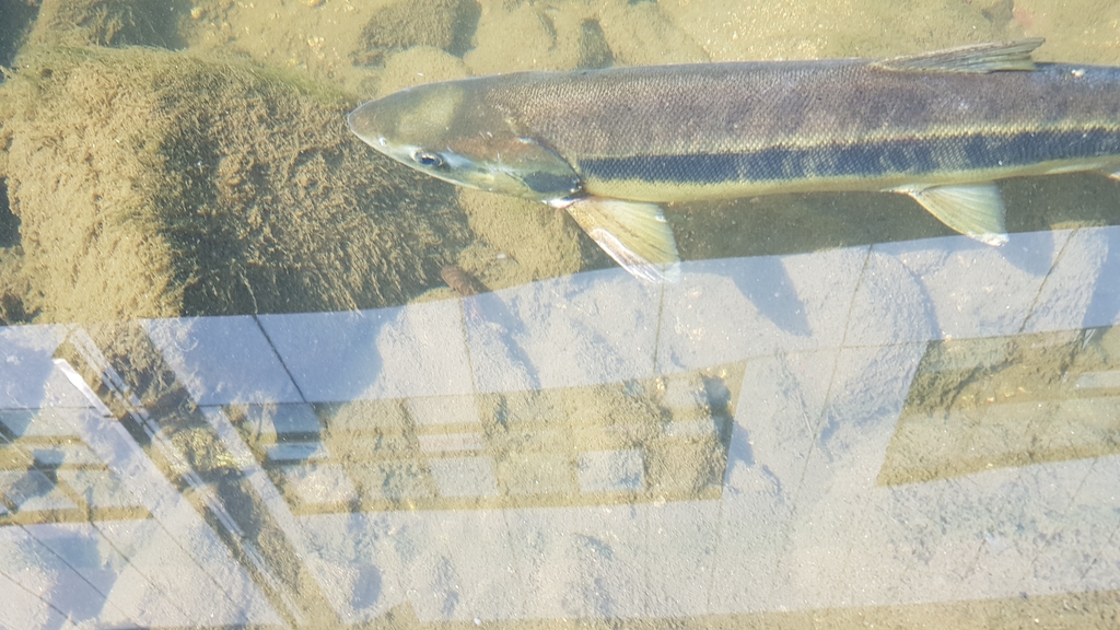 부산 온천천에서 발견된 연어