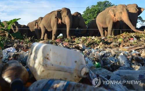 2018년 5월 스리랑카의 한 쓰레기장에서 먹을 것을 찾고 있는 코끼리떼. [AFP=연합뉴스]