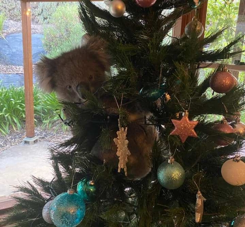 호주 가정집 크리스마스트리에 매달린 채 발견된 코알라