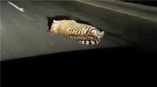 지난 2월 연해주의 한 도로에 쓰러진 백두산 호랑이의 모습. 