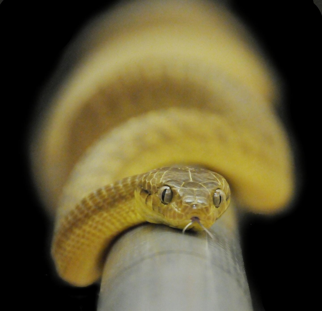 폴대 위의 호주갈색나무뱀