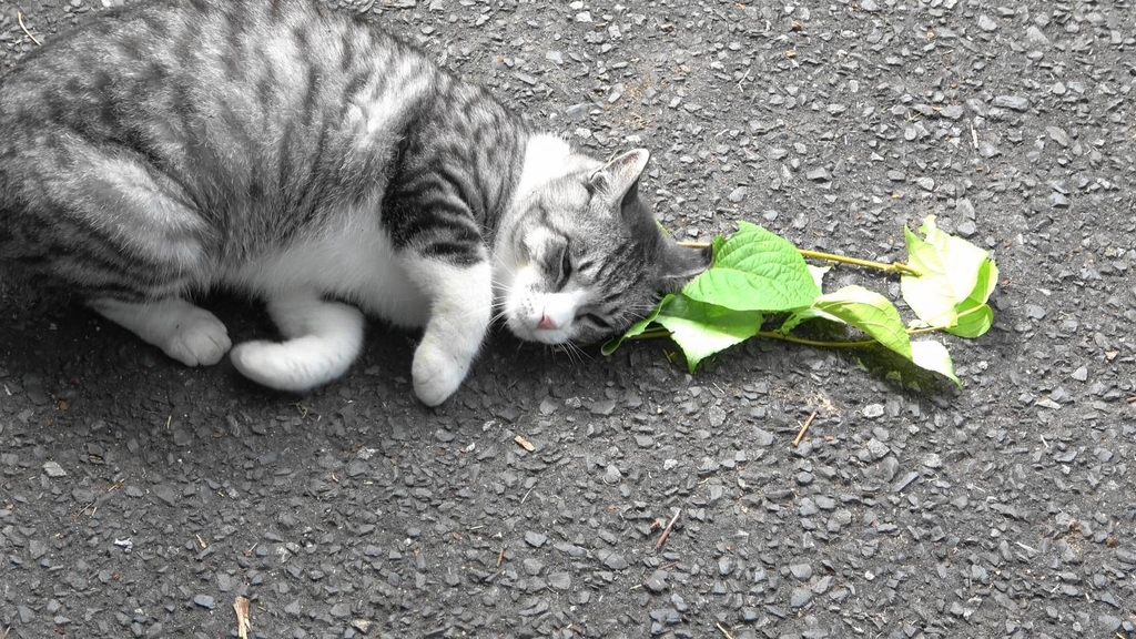 개다래나무 잎에 반응하는 고양이 