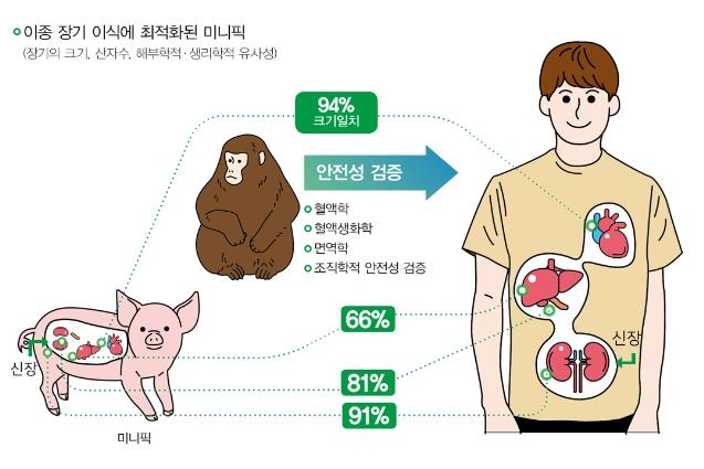미니피그 신장 이식 연구 그림