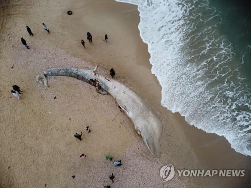이스라엘 아슈켈론 인근 해변에서 죽은 채 발견된 긴수염고래 새끼 