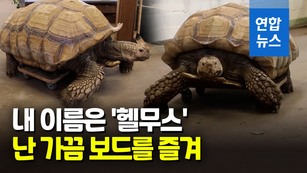 [영상] 몸무게 100㎏…보드 타고 재활훈련하는 거북이 - 2