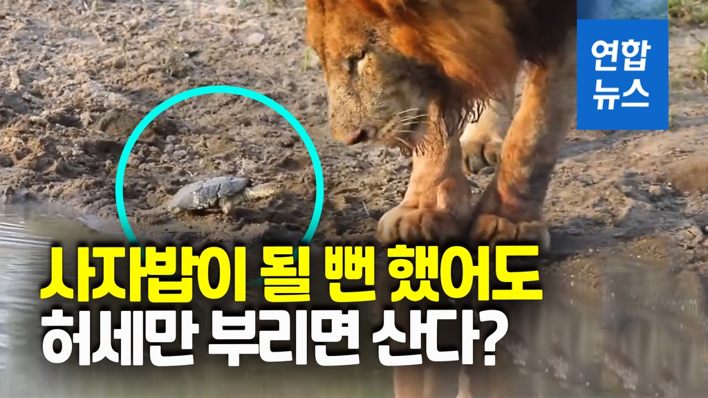 [영상] 너 몇 살이야?…사자 앞에서 패기 넘치는 거북이 - 2