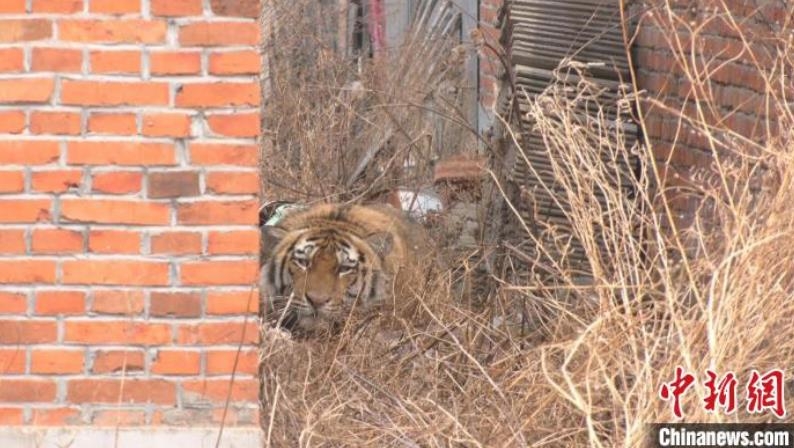 중국의 한 마을 주택가에 숨어있는 호랑이