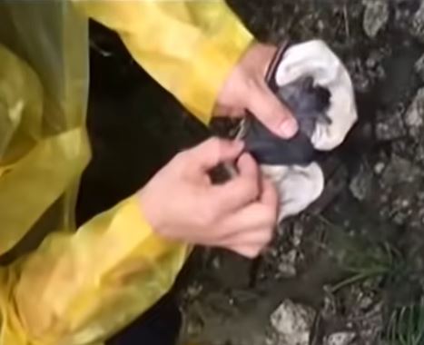 맨손으로 박쥐 다루는 중국 우한연구소 연구원의 모습