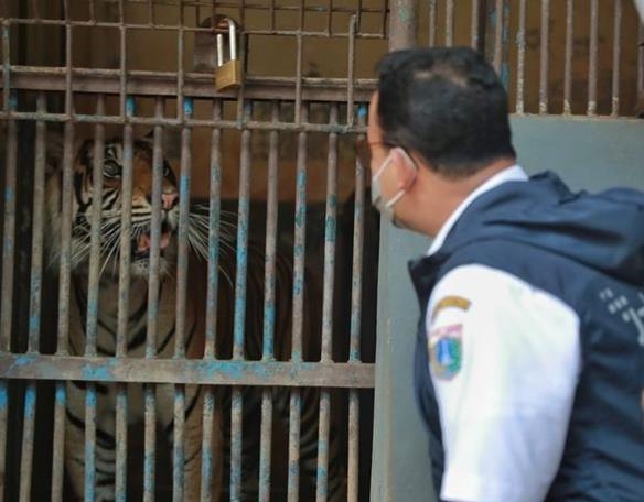 라구난 동물원 호랑이 살펴보는 자카르타 주지사