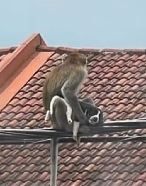 원숭이한테 납치된 강아지 사루.