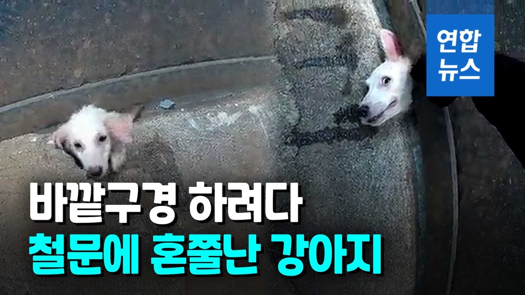 [영상] 살려고 발버둥 흰 강아지…행인도 필사적으로 살렸다 - 2