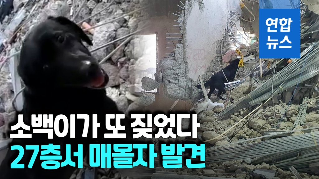 [영상] "소백이가 짖었다"…매몰자 찾아낸 9살 인명구조견 - 2