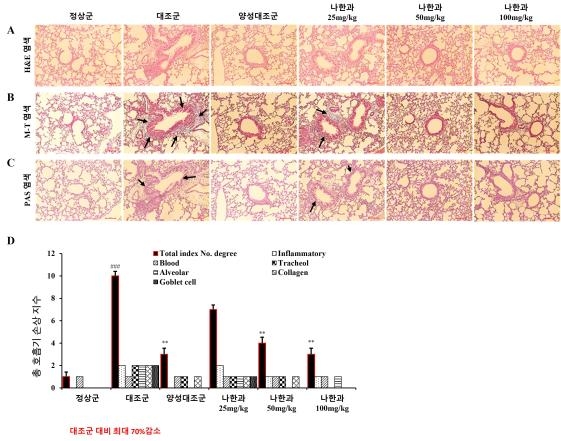COPD 쥐 모델 질환지표 개선 결과 그래프