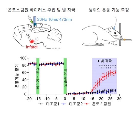 뇌졸중 생쥐의 운동기능 측정 