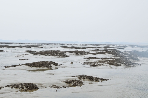 [K-VIBE] 김울프의 K-지오그래피 이야기…갯벌 항해 추억과 펄 위의 여정