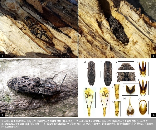 국립수목원, 광릉숲서 일본 특산 방아벌레 1종 발견 - 1