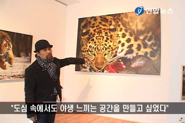 <춘천 도심에 '야생갤러리' 오픈한 최기순 감독>
(춘천=연합뉴스) 이상학 기자 = "도심 속에서도 누구나 야생의 현장을 느낄 수 있는 공간을 만들고 싶었습니다"
야생 다큐멘터리 전문 제작자로 자연다큐멘터리스트인 최기순(46) 감독이 강원 춘천시 도심에 작은 `야생갤러리'를 마련했다.
후평동 호반초등학교 입구 도로변에 위치한 갤러리는 비록 30여㎡의 작은 공간이지만 그동안 최 감독이 러시아를 오가면서 촬영한 사진 10여장과 휴식할 있는 의자가 소박하게 마련돼 있었다.
특히 러시아 연해주에서 촬영한 곰, 표범, 호랑이 등 야생동물과 캄차카 일대에서 찍은 곰과 풍경 사진은 보는 이들을 대자연의 공간 속으로 빠져들게 한다.
최 감독은 지난 1997년 11월 초 러시아 동남부 연해주의 라조 자연보호구에서 야생호랑이 촬영에 성공하는 등 자연다큐분야 국내 최고 전문가로 통한다.
`한반도에 야생동물이 왜 사라졌을까?'라는 질문을 하면서 본격적인 작품활동에 나선 최 감독은 15년 동안 한국과 러시아를 오가며 사진전 등으로 기록활동을 해오고 있다.
그가 촬영한 장소는 많게는 1m 가량 폭설이 내린 극한 상황에 내몰리는 곳으로, 숲 속 15m 나무 위에 텐트를 치고 수개월 가량 식사는 물론 대소변까지 자유롭지 못한 곳에서 촬영한 작품들이 대다수다.
이때문에 그의 작품에는 사진기와 영상기는 물론 침낭, 텐트, 크레인 등을 모두 합치면 1t 가량 되는 중장비를 혼자 들고 야생동물을 카메라에 담은 열정이 고스란히 담겨 있다.
불과 10여m 앞에 나타난 호랑이를 셔터를 눌러 담은 사진과 불곰이 새벽녘 툰드라 지역을 걸어가는 모습 등 아직까지 한번도 공개하지 않았던 사진도 갤러리에 내걸렸다.
갤러리는 6일 오후 3시 오픈할 예정이다.
최 감독은 또 지난해부터 자신의 고향인 홍천 화촌면 구성포리에서 운영중인 `까르돈(산막)'이라는 야생학교와도 연계하겠다는 포부다.
야생학교는 장작불에 밥을 짓는 등 그야말로 `야생' 생활을 통해 자연 그대로의 숲 속에서 살아가는 방법을 이해하고 체험하는 곳.
최 감독은 "갤러리는 자연생태 작가를 초청해 작품전을 열거나 어린이들이 참여하는 교육현장과 연계해 도심 속 자연을 만나는 장소로 만들고 싶다"며 "비록 작은 공간이지만 누구나 찾아 야생의 현장을 느낄 수 있도록 준비했다"라고 말했다.
hak@yna.co.kr
<촬영,편집:박종성VJ(강원취재본부)>