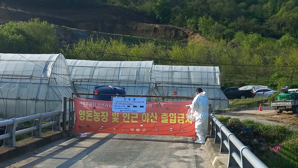 영월 돼지농장서 아프리카돼지열병 확진…7개월만