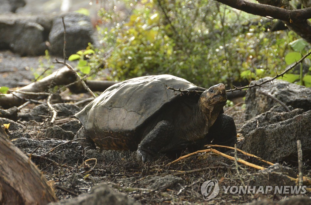 갈라파고스 제도에서 발견된 거북