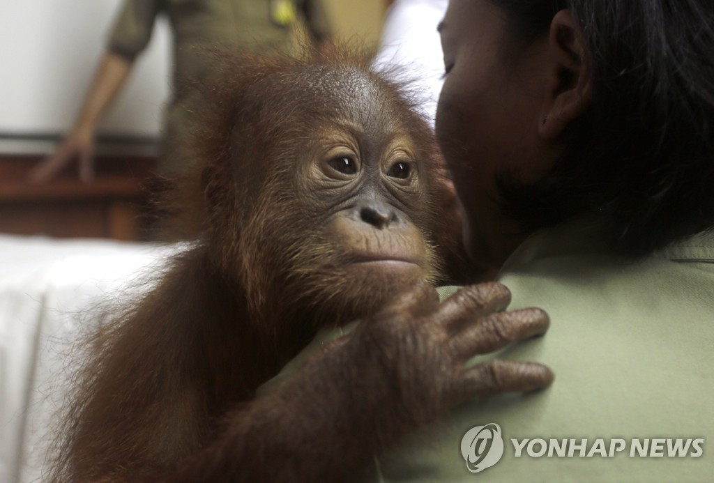 Indonesia Orangutan
