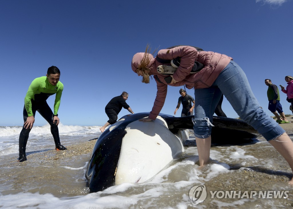 Argentina Beached Whales