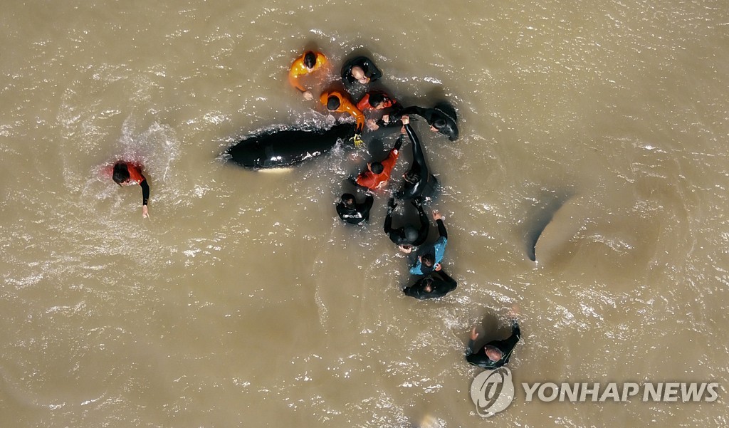 Argentina Beached Whales