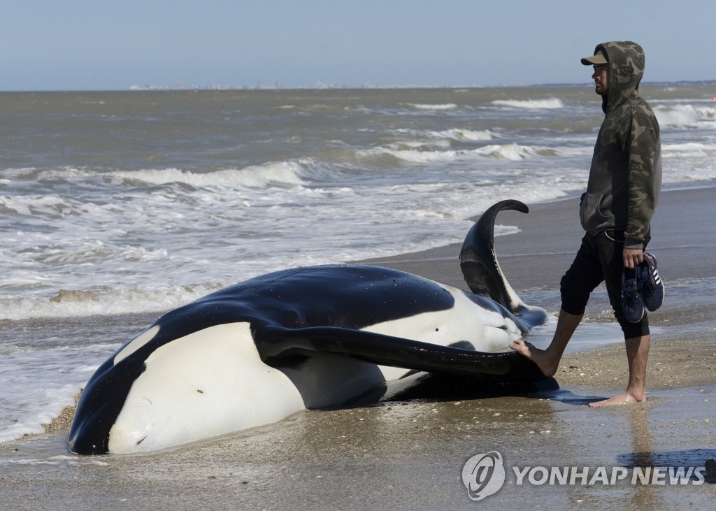 Argentina Beached Whales