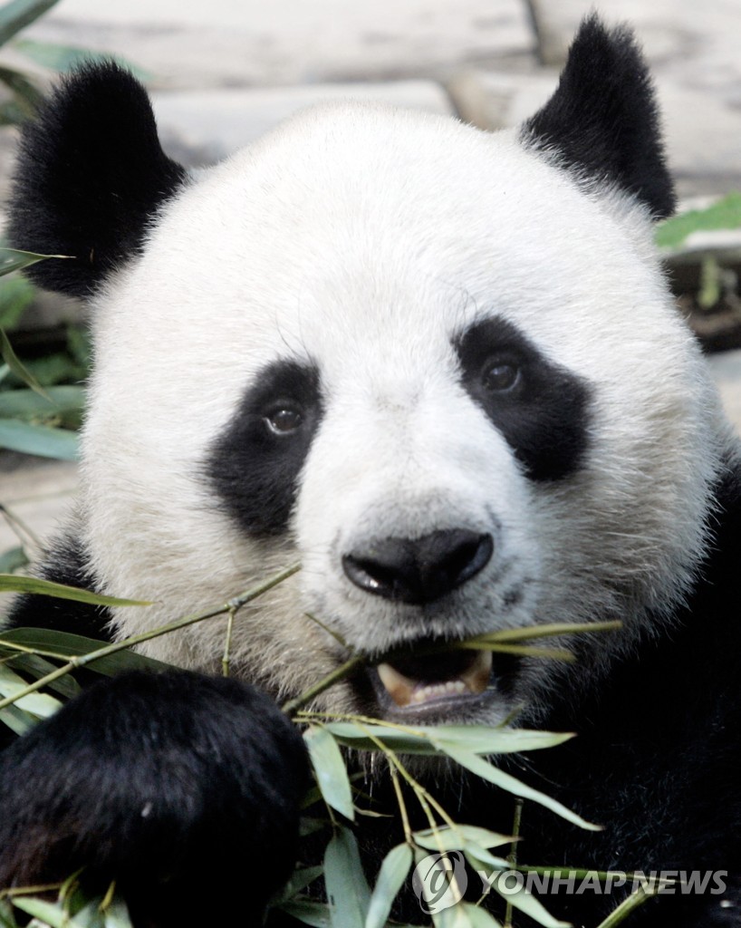 Thailand Panda Death
