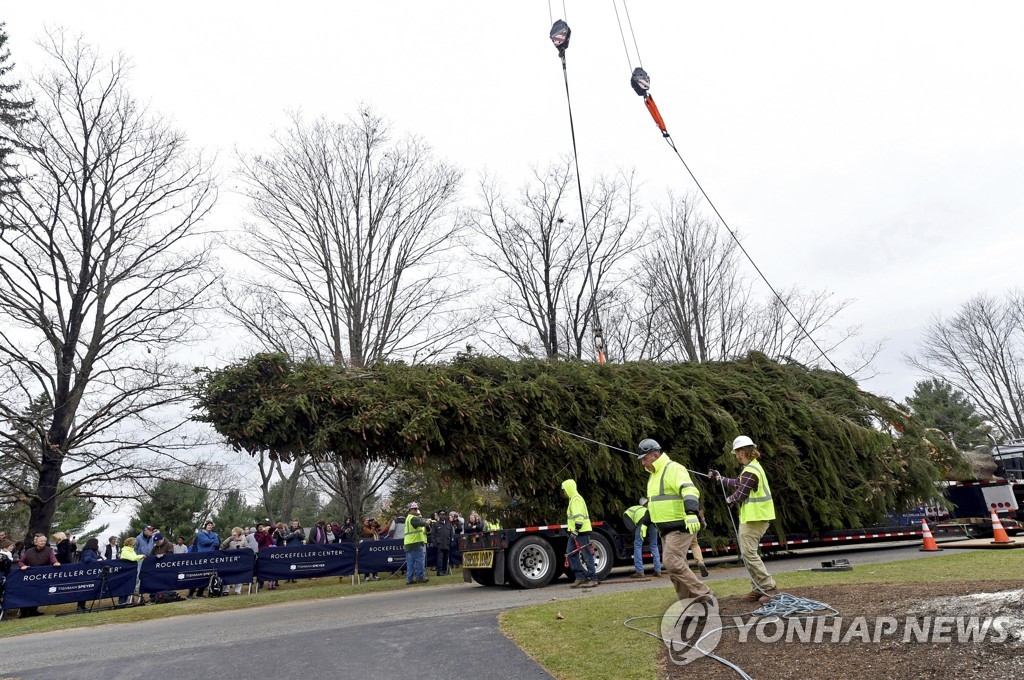 2019 Rockefeller Center Christmas Tree Cutting in Florida, NY