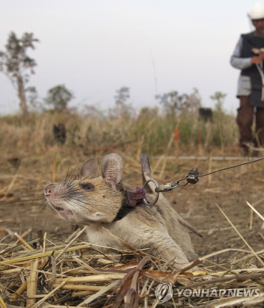 Britain Hero Rat