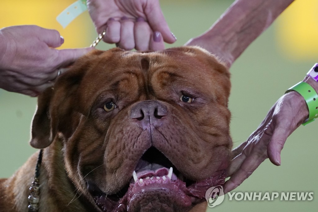 Westminster Dog Show
