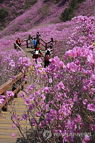 천주산 진달래 군락